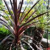 Cordyline & Yucca Rostrata