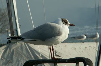 Mouette