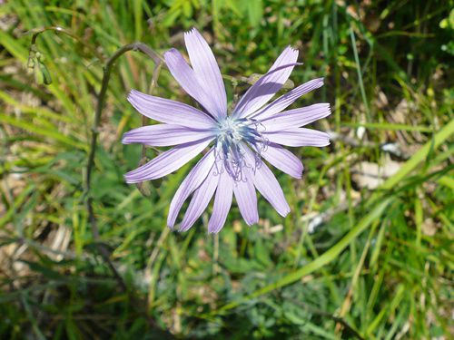 fleurs rencontrées pendant randonnées. Classées par mois de floraison - Nom de la plante - Endroit de rencontre