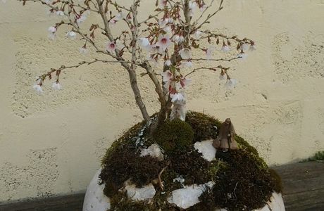 Prunus incisa en fleur sur rocher moussu