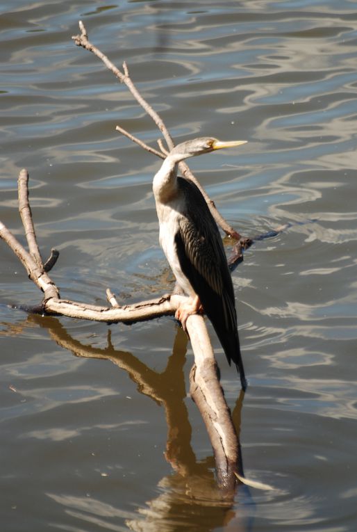 Album - Western-Australia