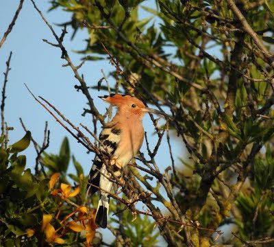 Huppes fasciées et autres oiseaux de Malras au printemps