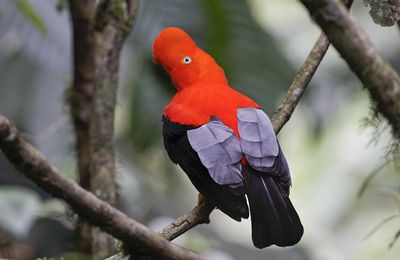 Les oiseaux des Incas : Tunqui (Coq de roche)