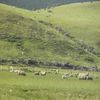 Les moutons de Nouvelle Zélande