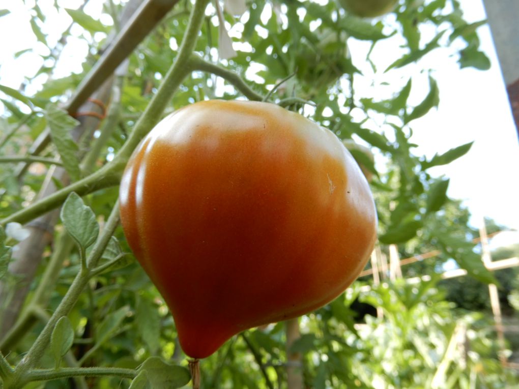 Premières tomates dans le panier