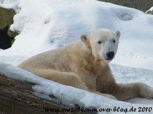 Knut am 18. Februar 2010