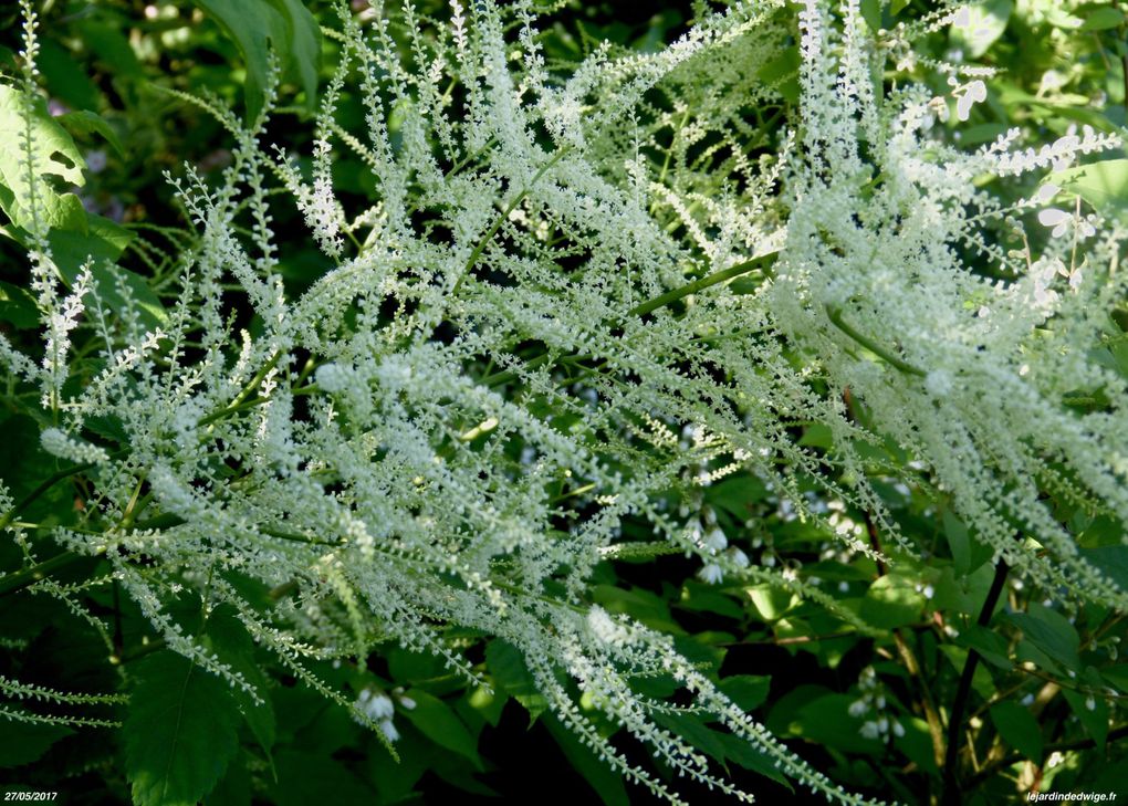 Barbe-de-bouc - Aruncus dioicus.