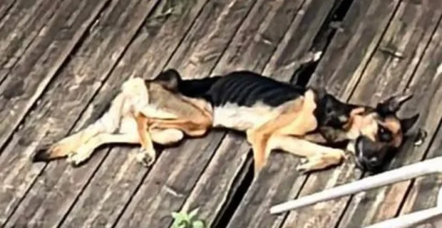 Saint-Denis : Jena, une chienne malinoise, décédée sur une terrasse après avoir été laissée à l’abandon