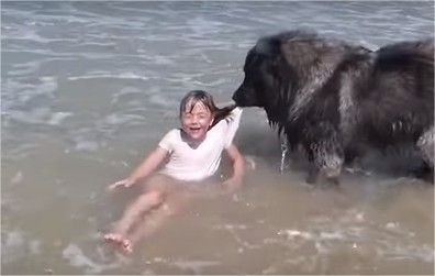 Manche : La vidéo d'une fillette secourue par son chien à Gouville-sur-Mer fait le buzz