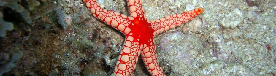 Astérie fromie, étoile de mer (Fromia monilis) de l’océan Indien à Mayotte