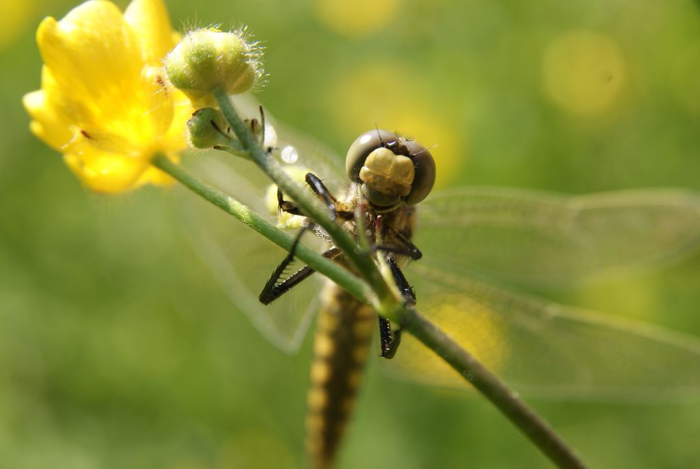 Quelques unes de mes photos en macro