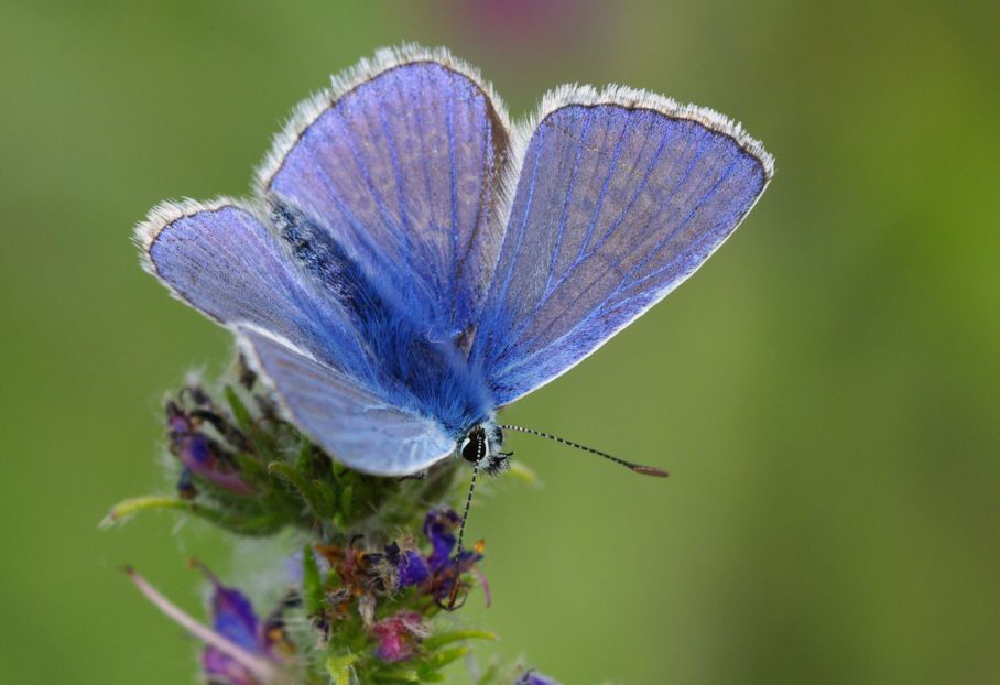 Album - Macro-Papillons