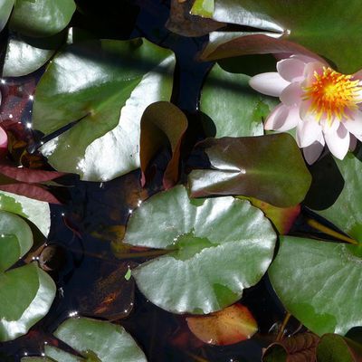 Premières fleurs dans le bassin aux nénuphars...