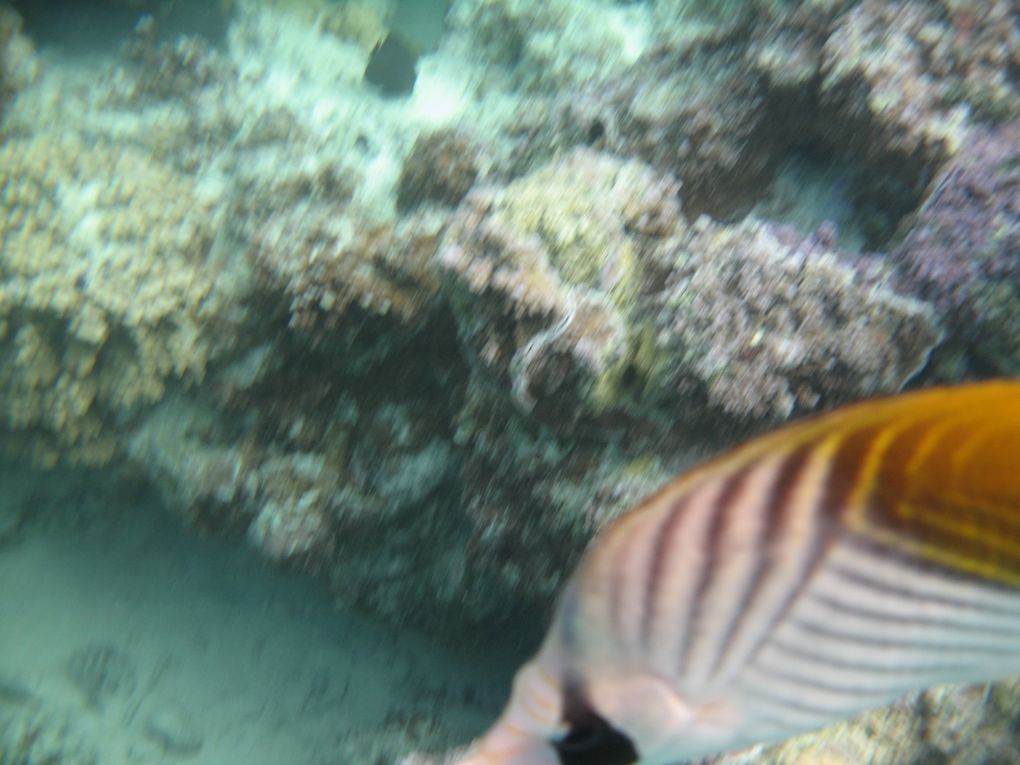 Album - Plongée dans le Lagon de Bora Bora