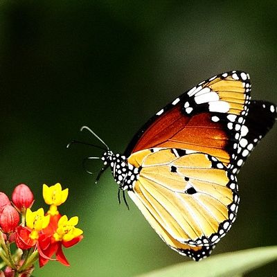 Alimentation & Emotions.