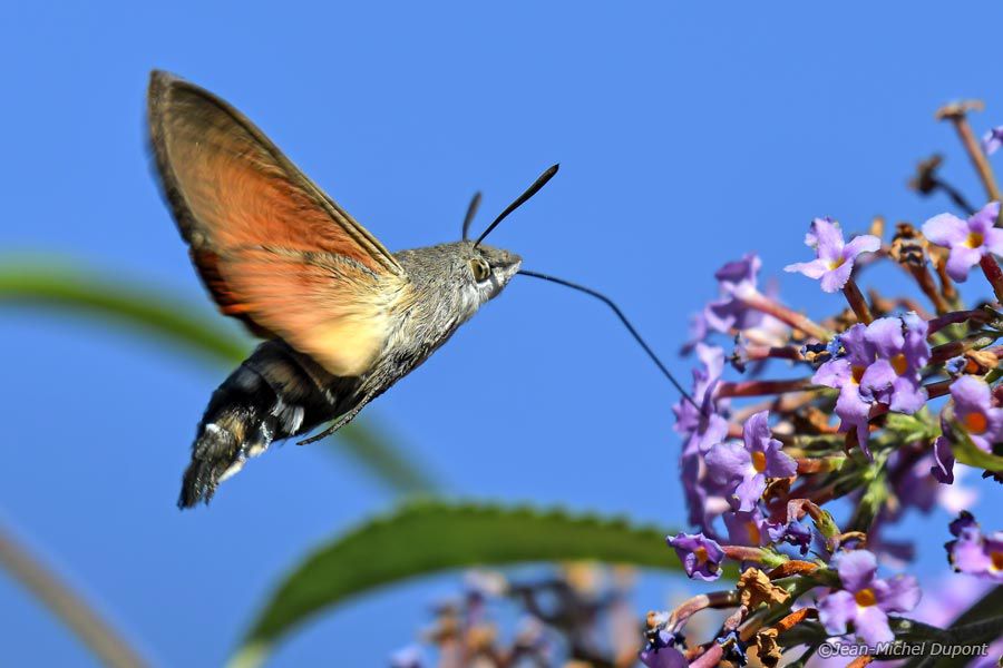 Papillon ou colibri ?
