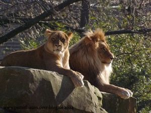 Bartkauz, Löwen, Nashornleguan, Maras, Rentiere, Braunbären, Wolf