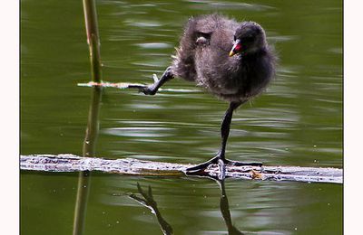 Gymnastique d'une poule d'eau