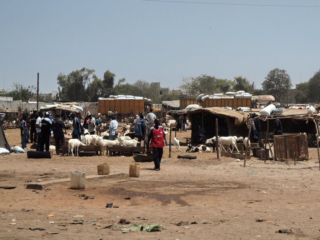 Album - Senegal-Part-2