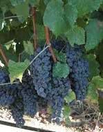 #Petit Verdot Producers Napa Valley Vineyards California  page 2