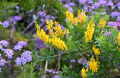 La Palma : des fleurs au dessus des nuages ...