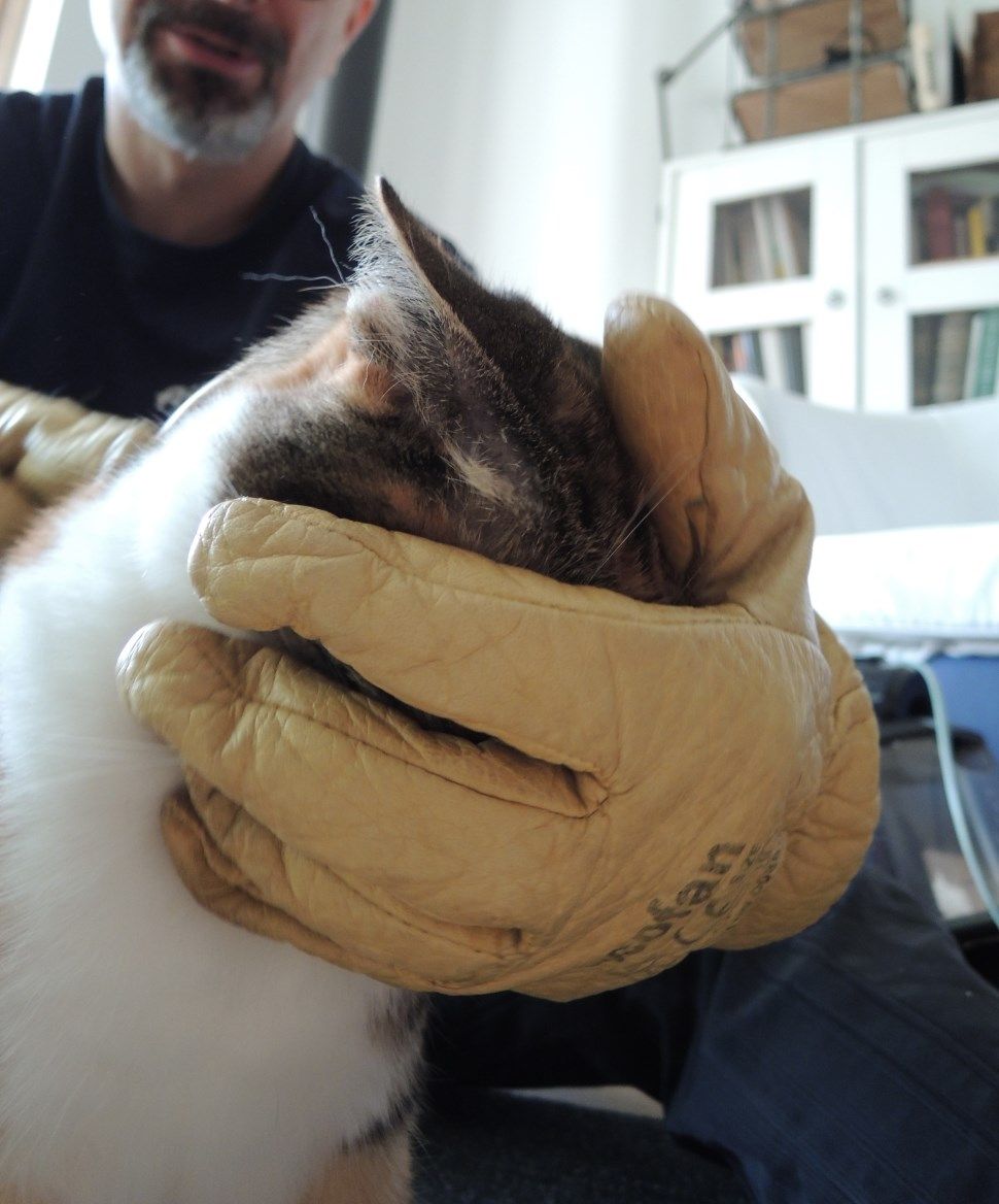 秘技顔隠し Technique Secrete Cacher Le Visage フランス猫のミケ Mike Le Chat Francais