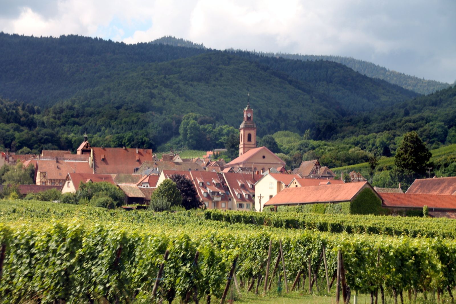 Coq au beaujolais 