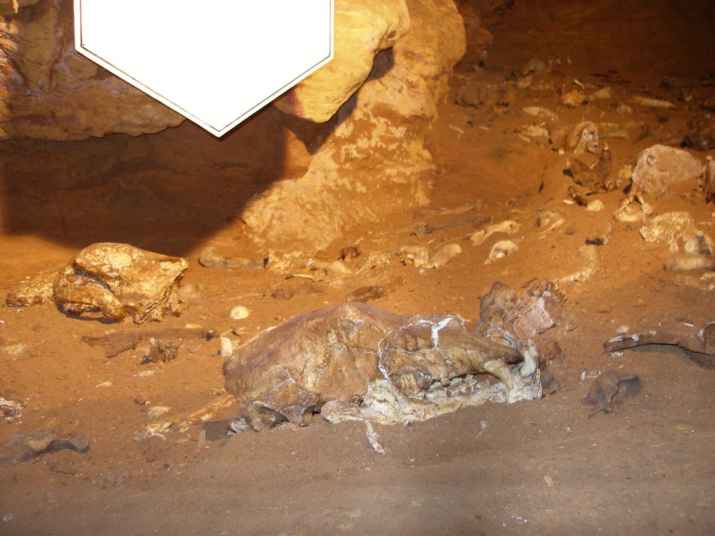 Visite d'une grotte avec des restes d'habitat humain, du paléolithique moyen (vers -400 000) jusqu'au Moyen age...
Avec aussi une occupation animale importante (ours et lion des cavernes)...
Localisation : Saône-et-Loire