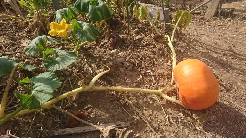 Au Potager des Enfants