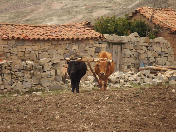 Echappée colorée dans la Cordillera de los Frailes