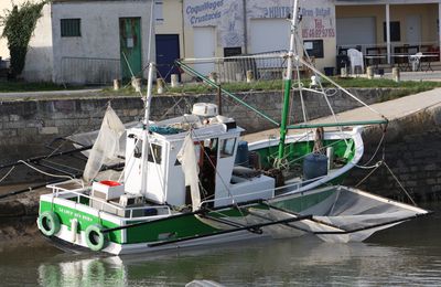 le loup des mers