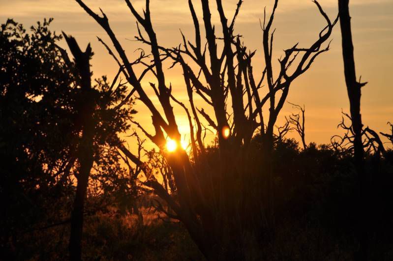 Botswana - réserve de Khwai, matin, vautours, Khwai