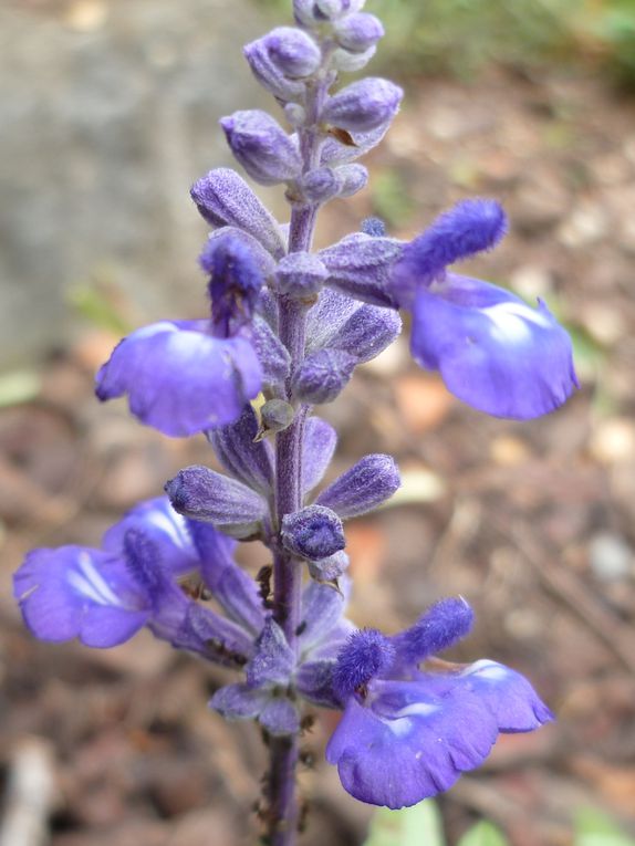 Selon les saisons, les fleurs bleues, les blanches ou les roses sont à l'honneur, sans oublier mon potager et quelquefois "le 4 pattes" des lieux !