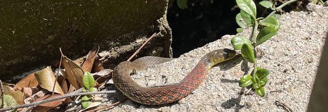 Petit serpent