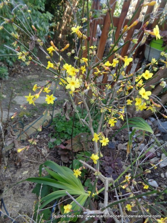 Mon jardin Le Clos fleuri en mars .....