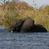 Un éléphant traverse