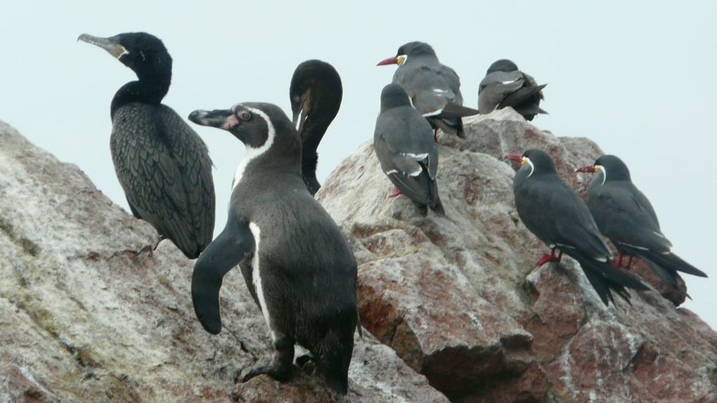 Album - ayacucho--desert-peruvien-et-nos-amis-les-oiseaux