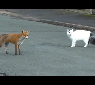 Confinement la nature reprend ses droits