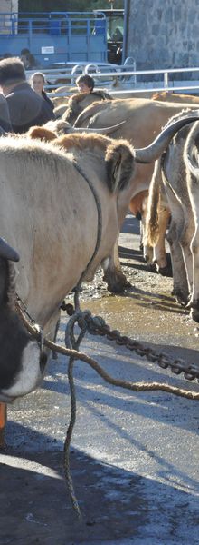 La foire aux bestiaux (9)