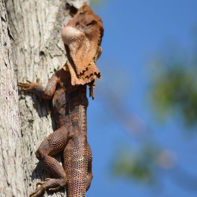 Un peu de faune australienne