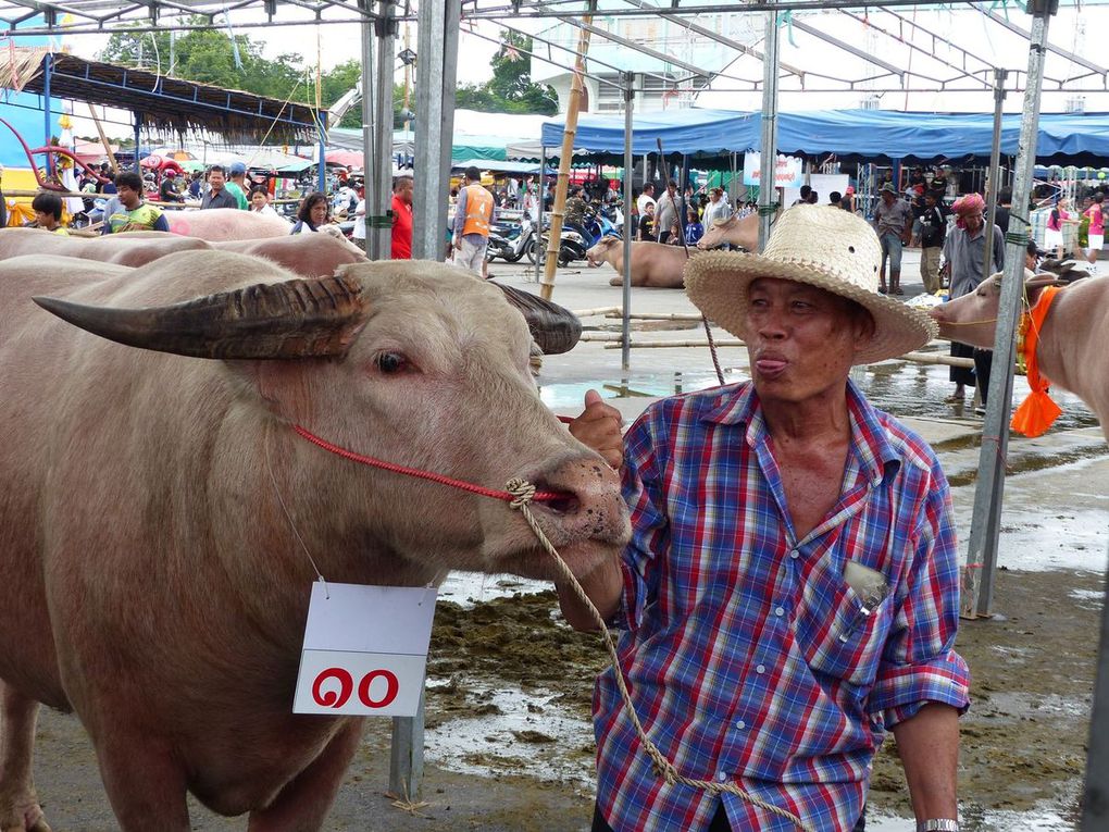 Visages de Thaïlande (18-38) - au Chonburi Buffalo Racing