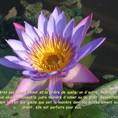 Sagesse ... (en image) 