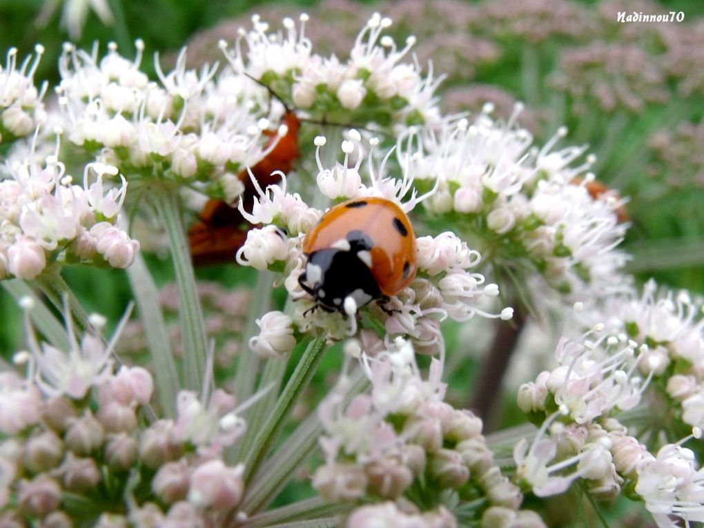 Album - macroinsectes