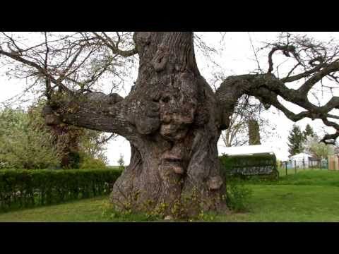 Video: Im Quantenfeld der Bäume