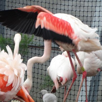 En passant par le zoo de Vincennes