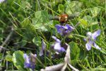 Grand bombyle faisant du sur place