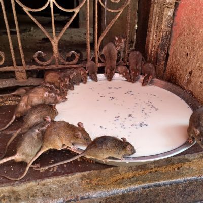 Inde (Rajasthan) : Bikaner (du 16 au 19 novembre 2025)