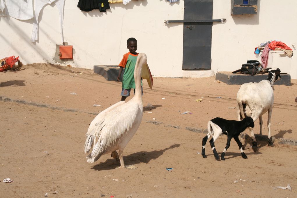 Album - Senegal-Spécial Dakar--