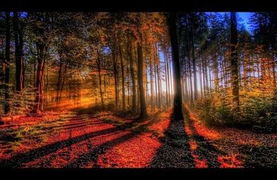 Le Coeur de la Forêt...