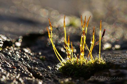 Petites gouttes de mousses dans la lumière